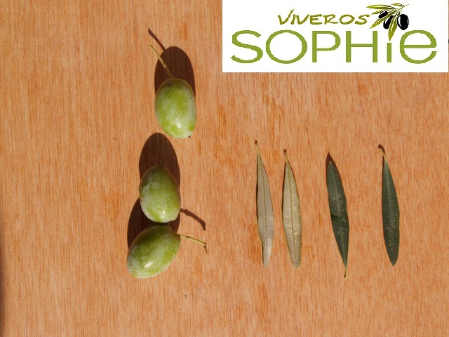Variedad de olivo MERHAVIA